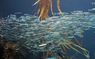 A shoal of Pacific sardines in the open ocean.