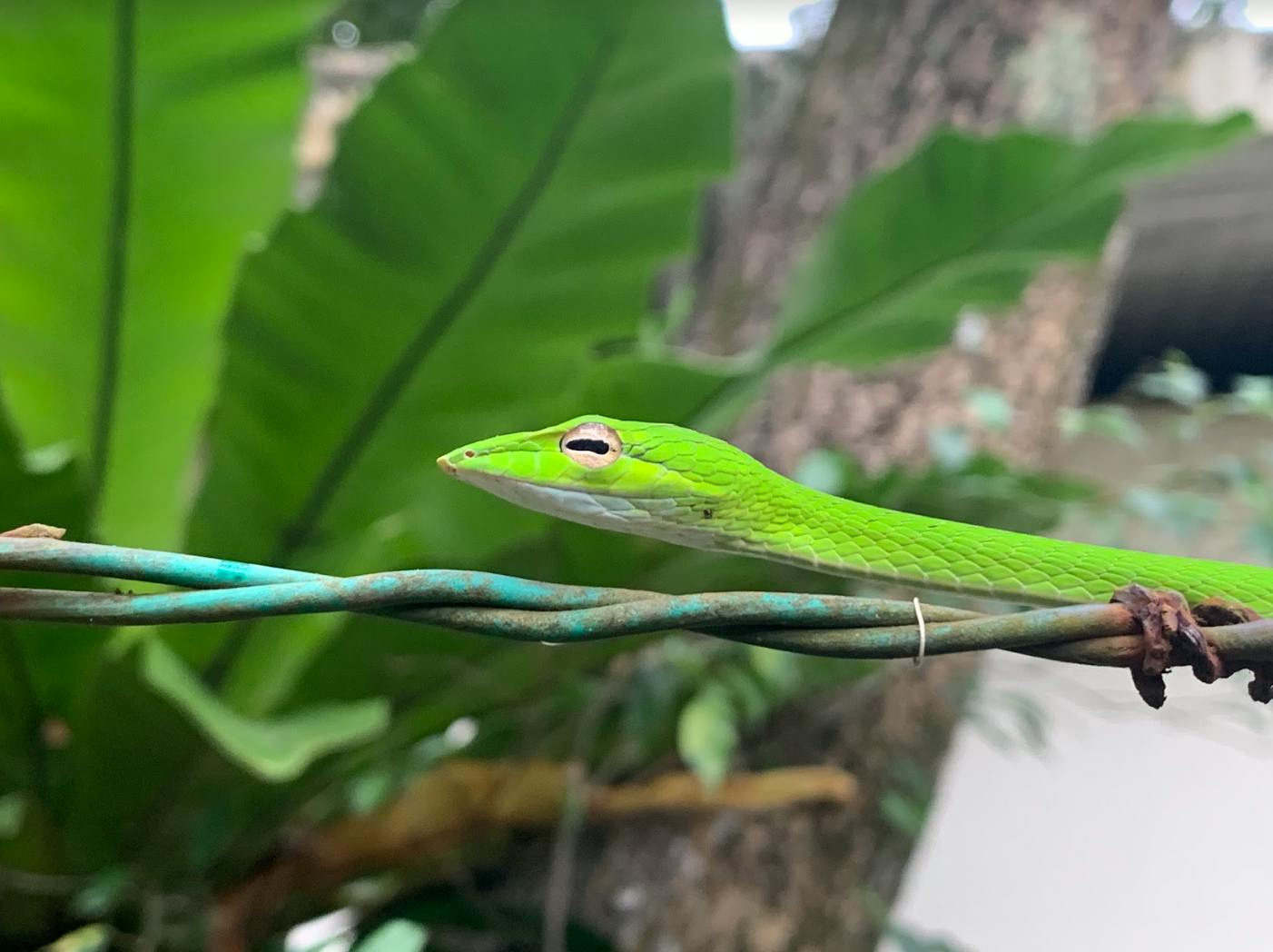 An oriental whip snake in Singapore
