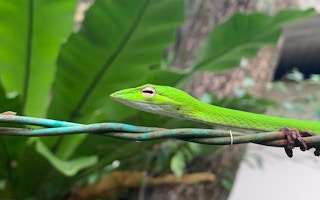 An oriental whip snake in Singapore