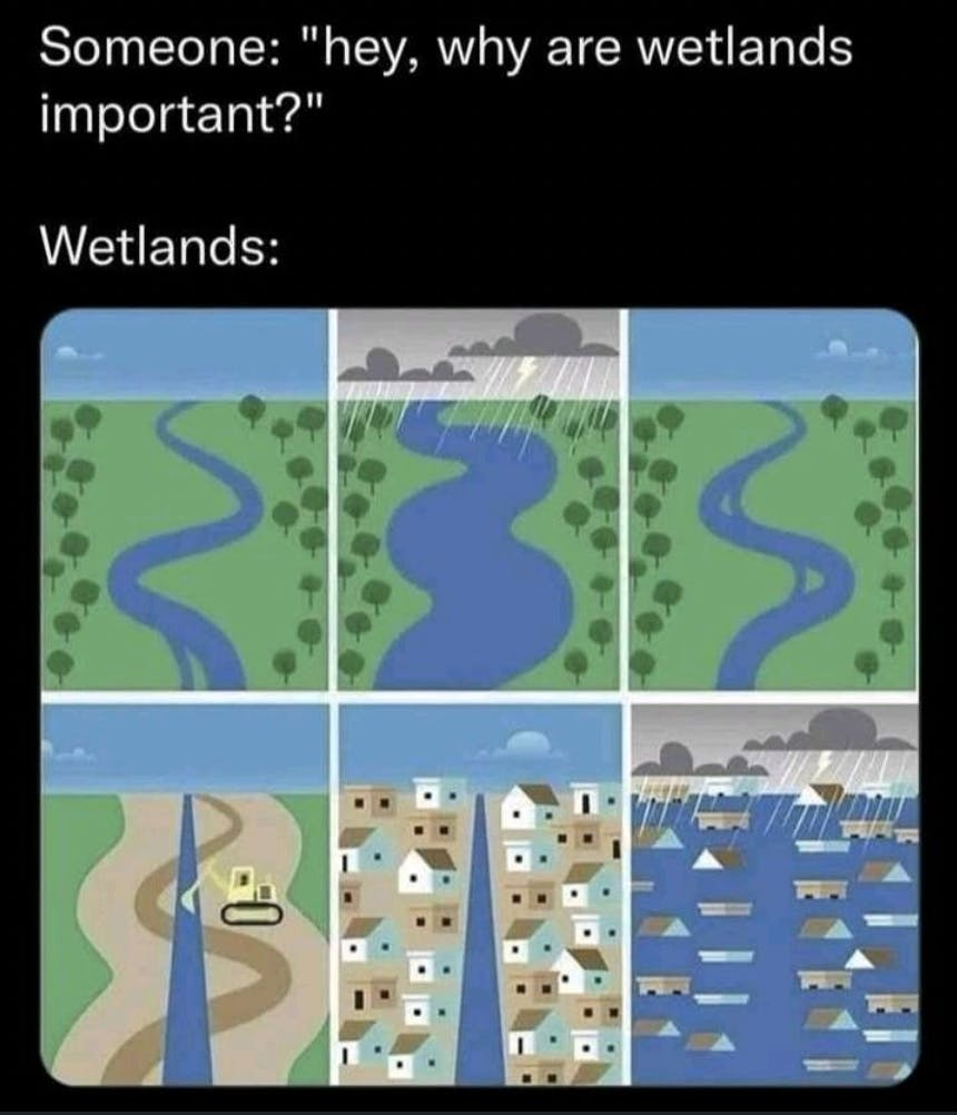 Why are wetlands important cartoon