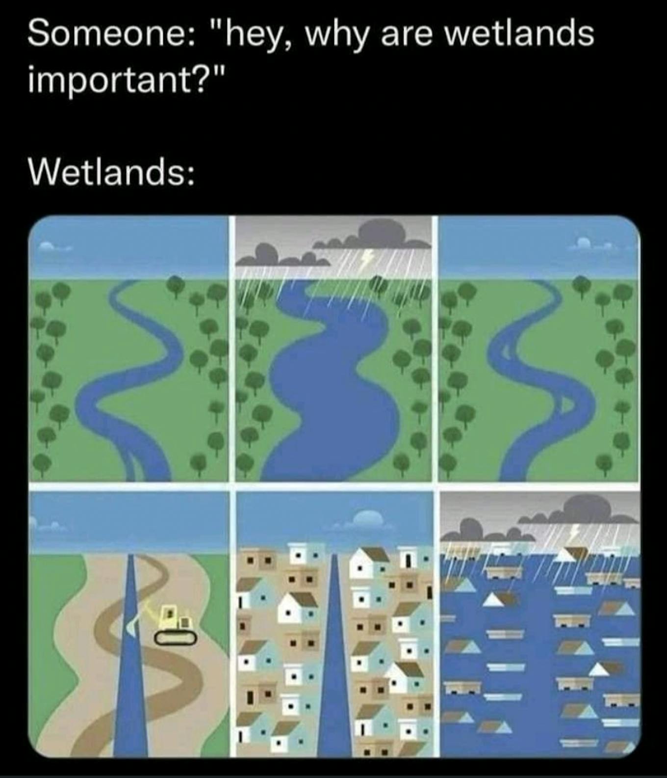 Why are wetlands important cartoon