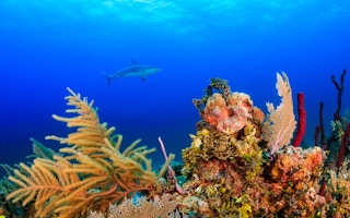 A reef shark cruises over a healthy reef in the tropics