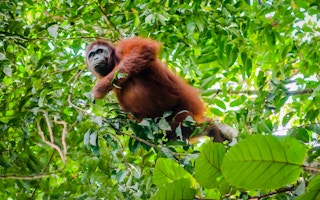 A Borneon orangutan