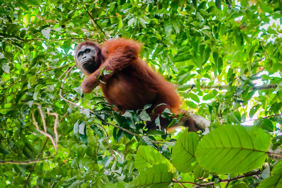 Conservationists object to Indonesia's 'anti-science' crackdown amid orangutan population data dispute