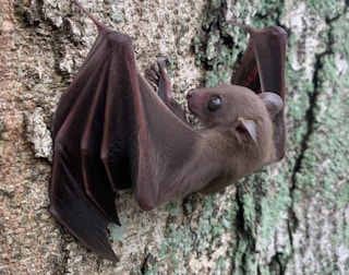 A fruit bat scales a tree