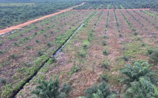 Palm oil estate owned by Golden Agri-Resources in West Kalimantan