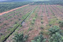 Two more palm oil giants quit no-deforestation initiative HCSA
