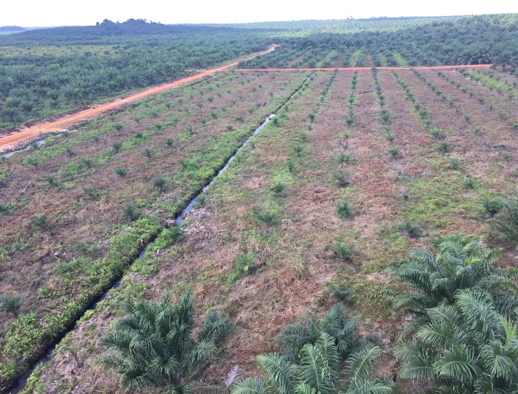 Two More Palm Oil Giants Quit No deforestation Initiative HCSA News Two More Palm Oil Giants Quit No deforestation Initiative HCSA News