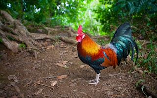 A jungle rooster