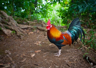 A jungle rooster