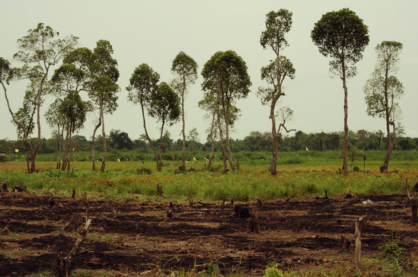 Penjelasan: Mengapa Deforestasi Mencapai Titik Terendah Dalam Sejarah ...