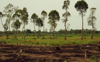 Partially deforested land in Kalimantan, Indonesian Borneo.