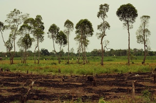 Partially deforested land in Kalimantan, Indonesian Borneo.