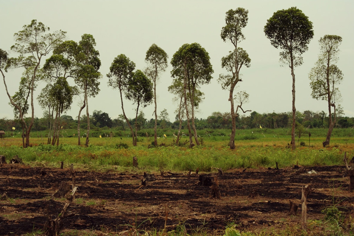 Penjelasan: Mengapa deforestasi mencapai titik terendah dalam sejarah di Indonesia |  Berita |  Bisnis lingkungan