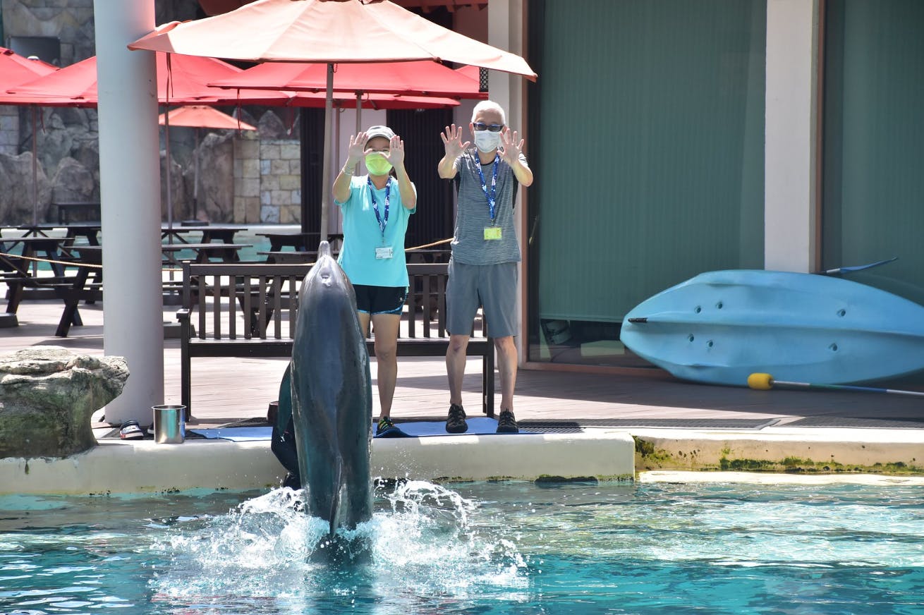 A dolphin performs at the S.E.A. Aquarium