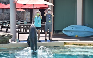 A dolphin performs at the S.E.A. Aquarium