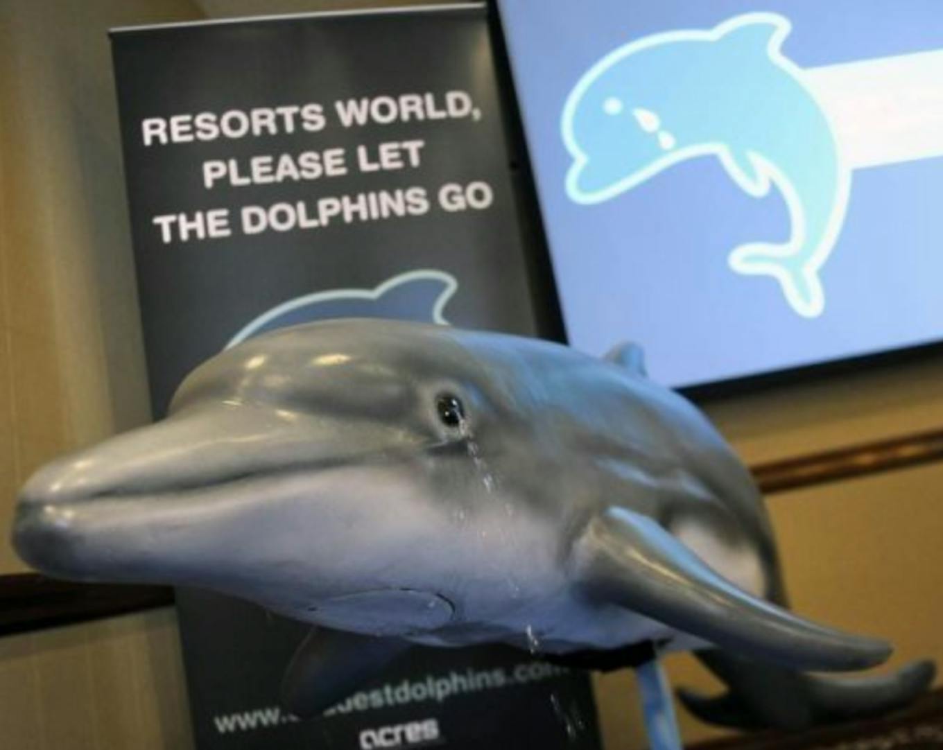 ACRES' world's saddest dolphins campaign