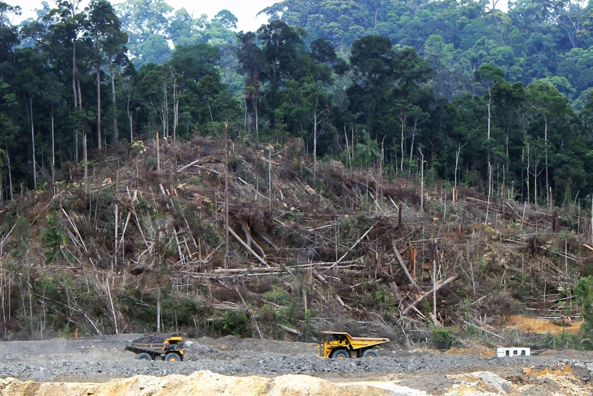 热带森林损失正在加速，但印度尼西亚和马来西亚的森林砍伐率仍保持在接近历史最低水平新闻 | 生态商业