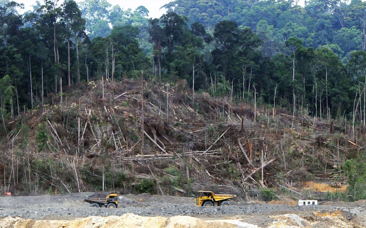 deforestation in 2009 declines to lowest on record