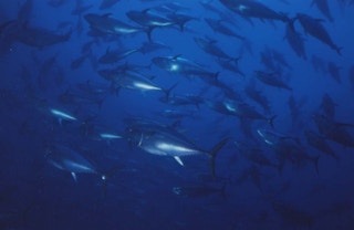A school of tuna
