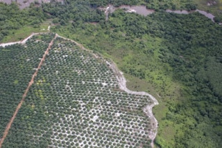 A palm oil plantation next to tropical forests in Indonesia.