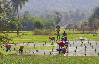 Rice farmers in rural India