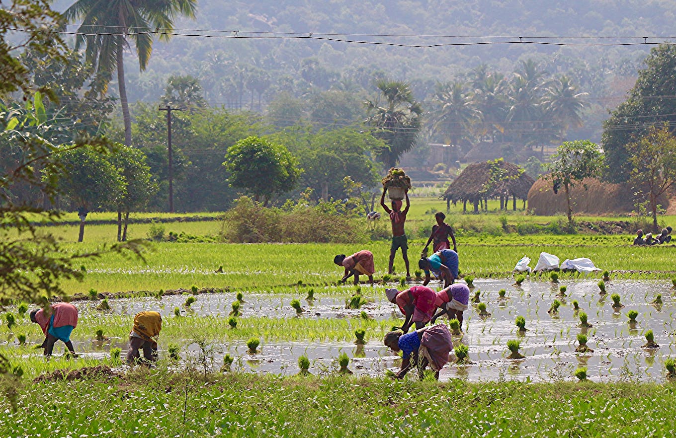 Rice farmers in rural India