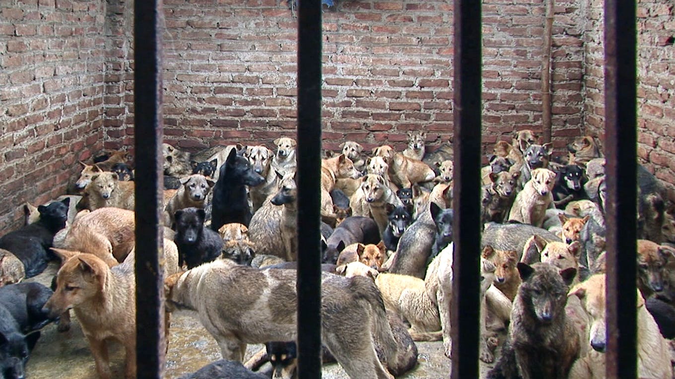 Dogs held in a pen awaiting slaughter in Hanoi, Vietnam