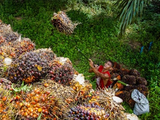 Smallholder farmer hoists fresh fruits bunches