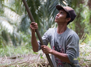 An independent smallholder farmer in Indonesia