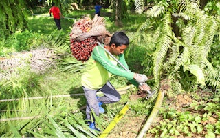 A smallholder farmer on a plantation in Indonesia