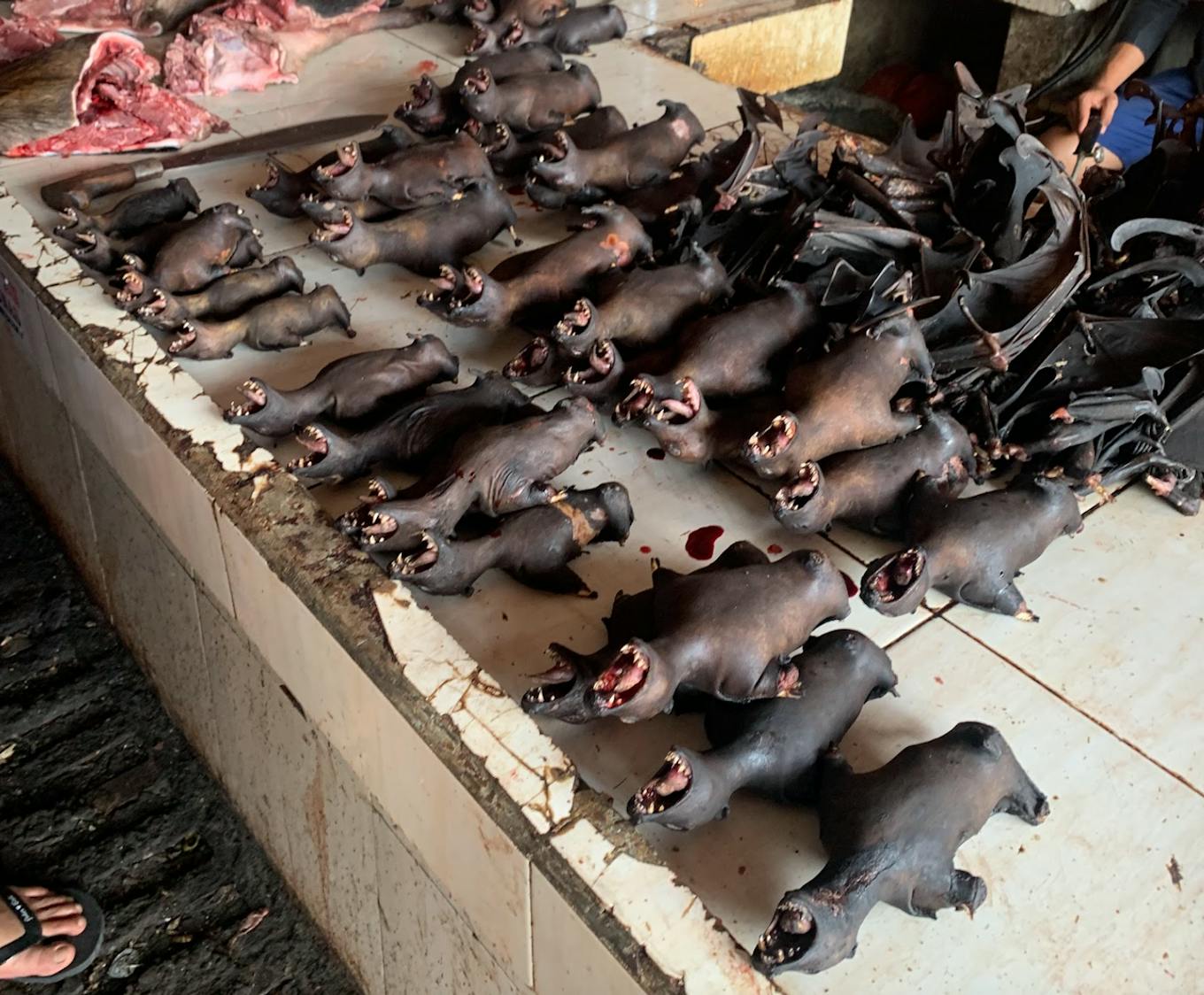 De-winged fruit bats for sale at Pasar Ekstrim. Image: Robin Hicks / Eco-Business