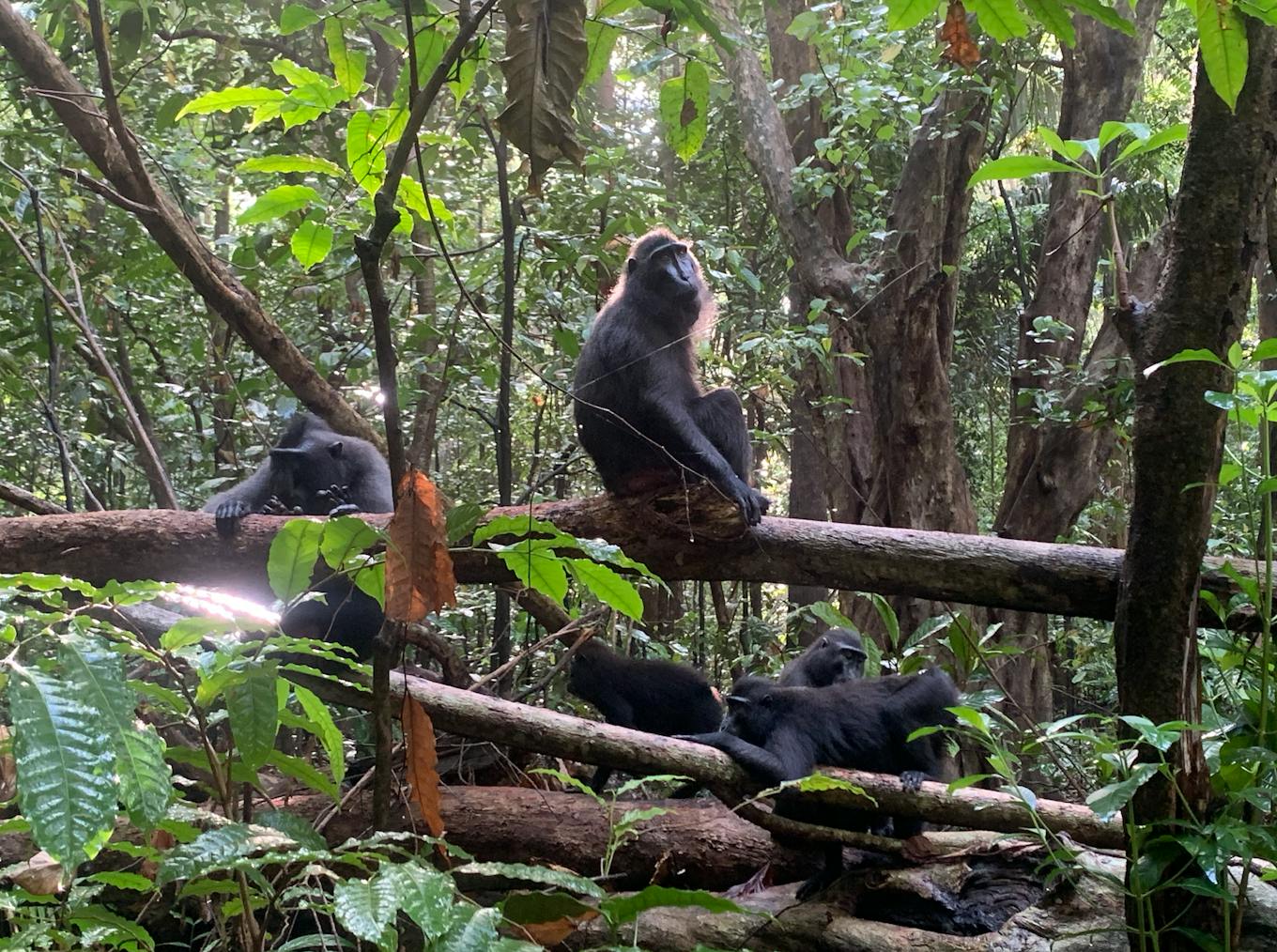 Sulawesi Crested black macaques