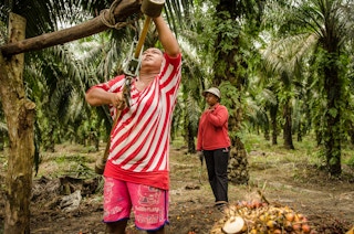 Women working on a palm oil plantation in Riau, Sumatra, Indonesia.