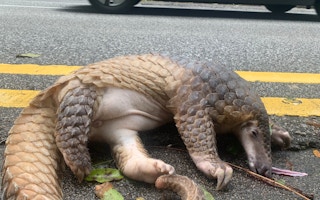 Picture caption: Habitat loss and alteration, as well as road traffic accidents are cited among the causes of a record number of pangolin deaths in Singapore in 2023. Image: Robin Hicks / Eco-Business