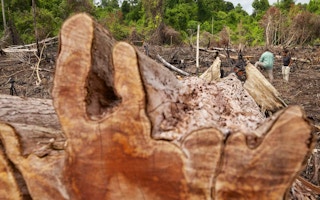 A tree felled for biomass power in Indonesia.