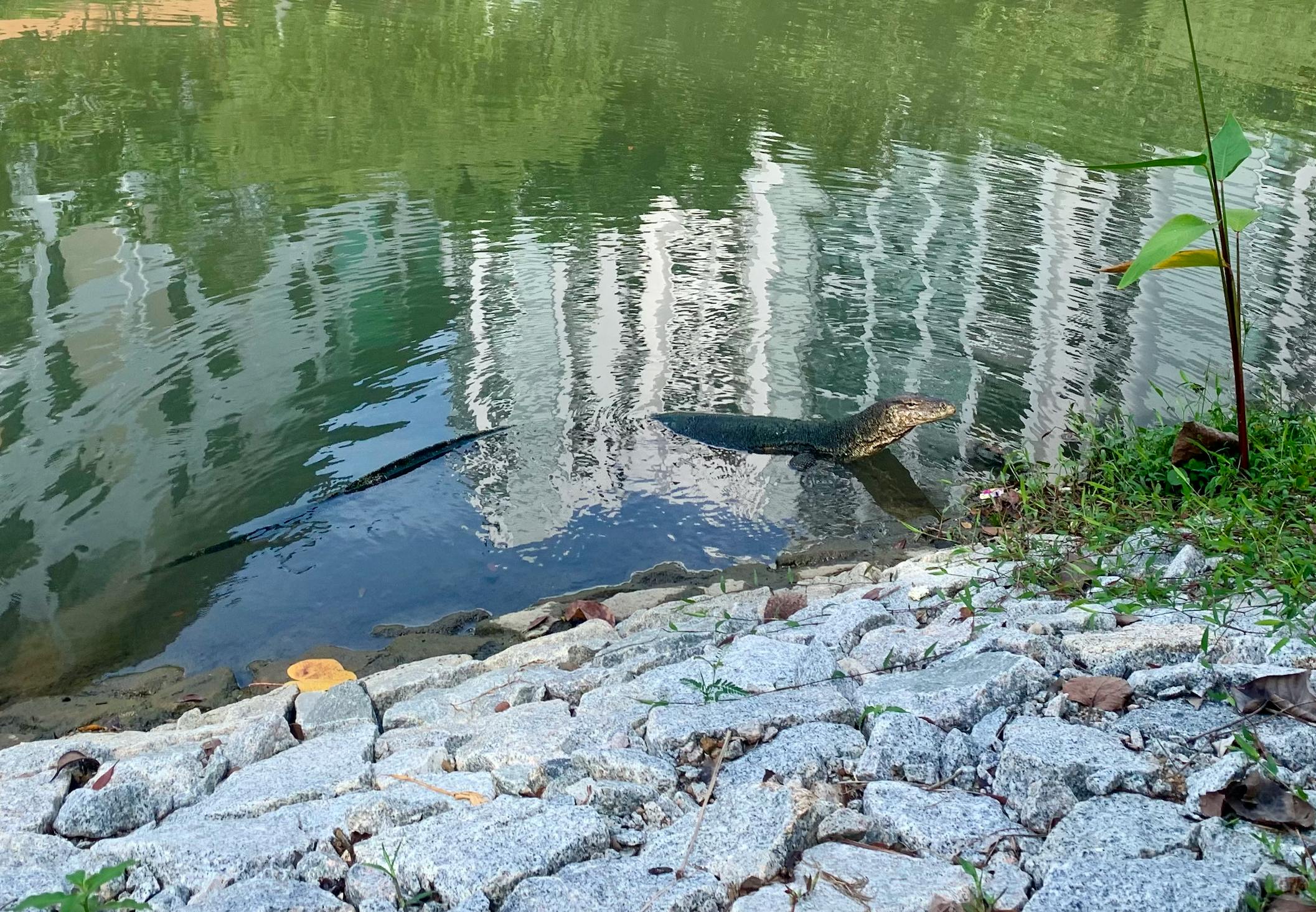 A Malayan water monitor lizard