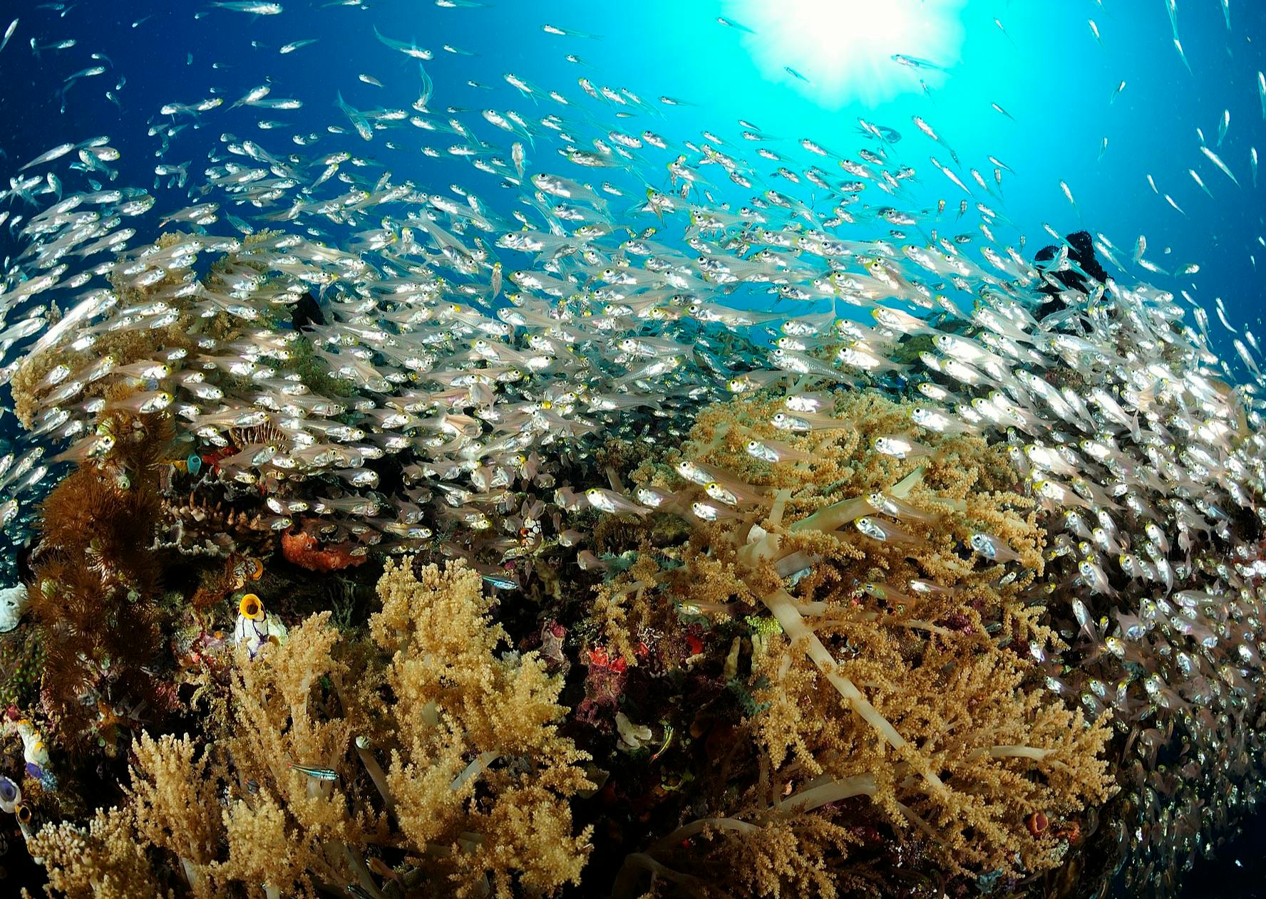 A coral reef in Southeast Asia