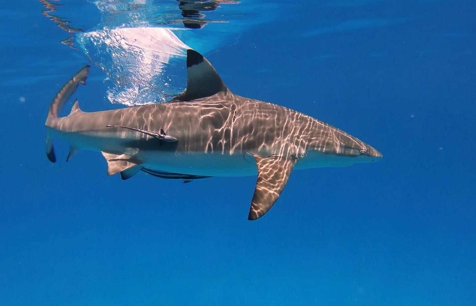 A black-tip reef shark