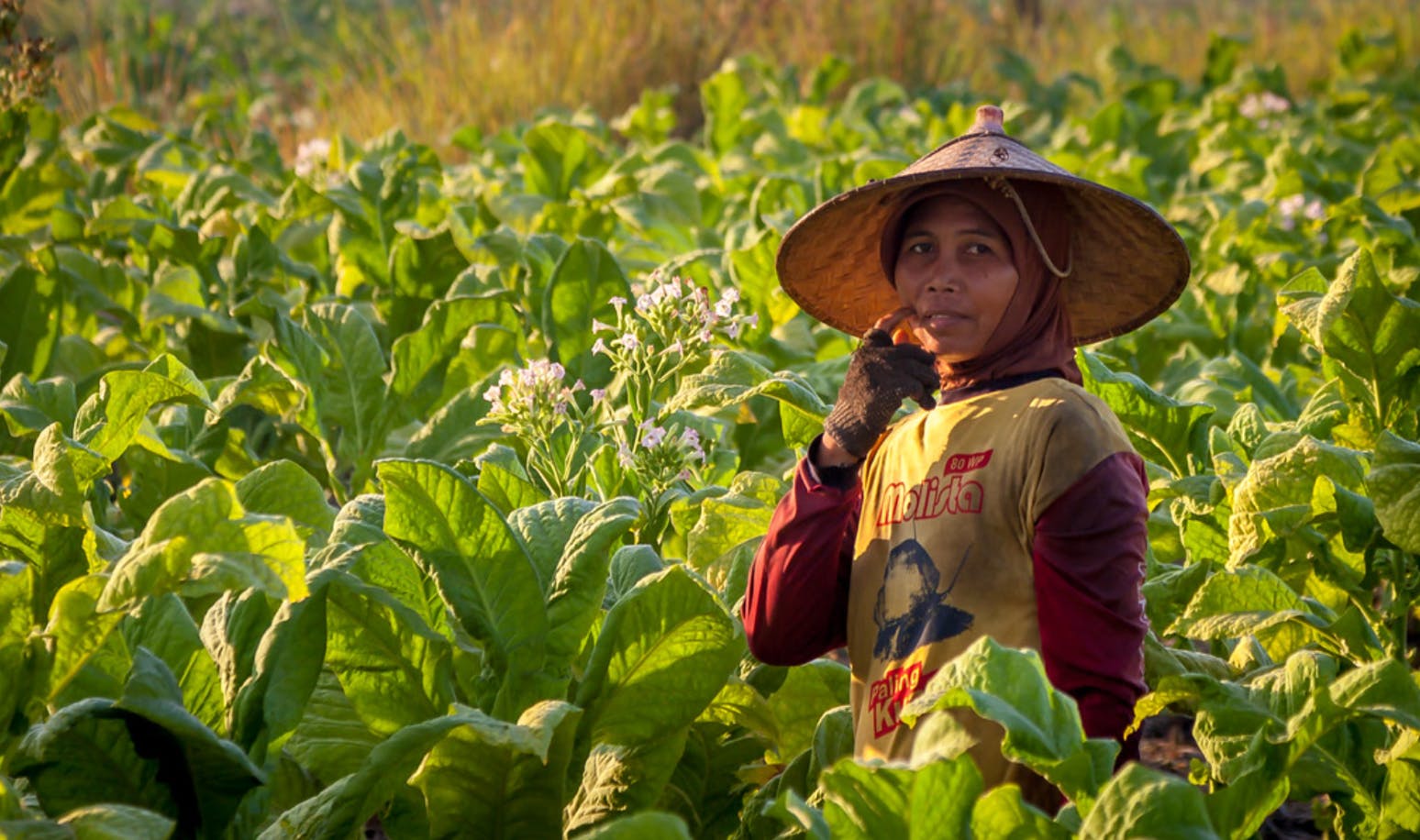 A woman working in a tobacco field in East Lombok