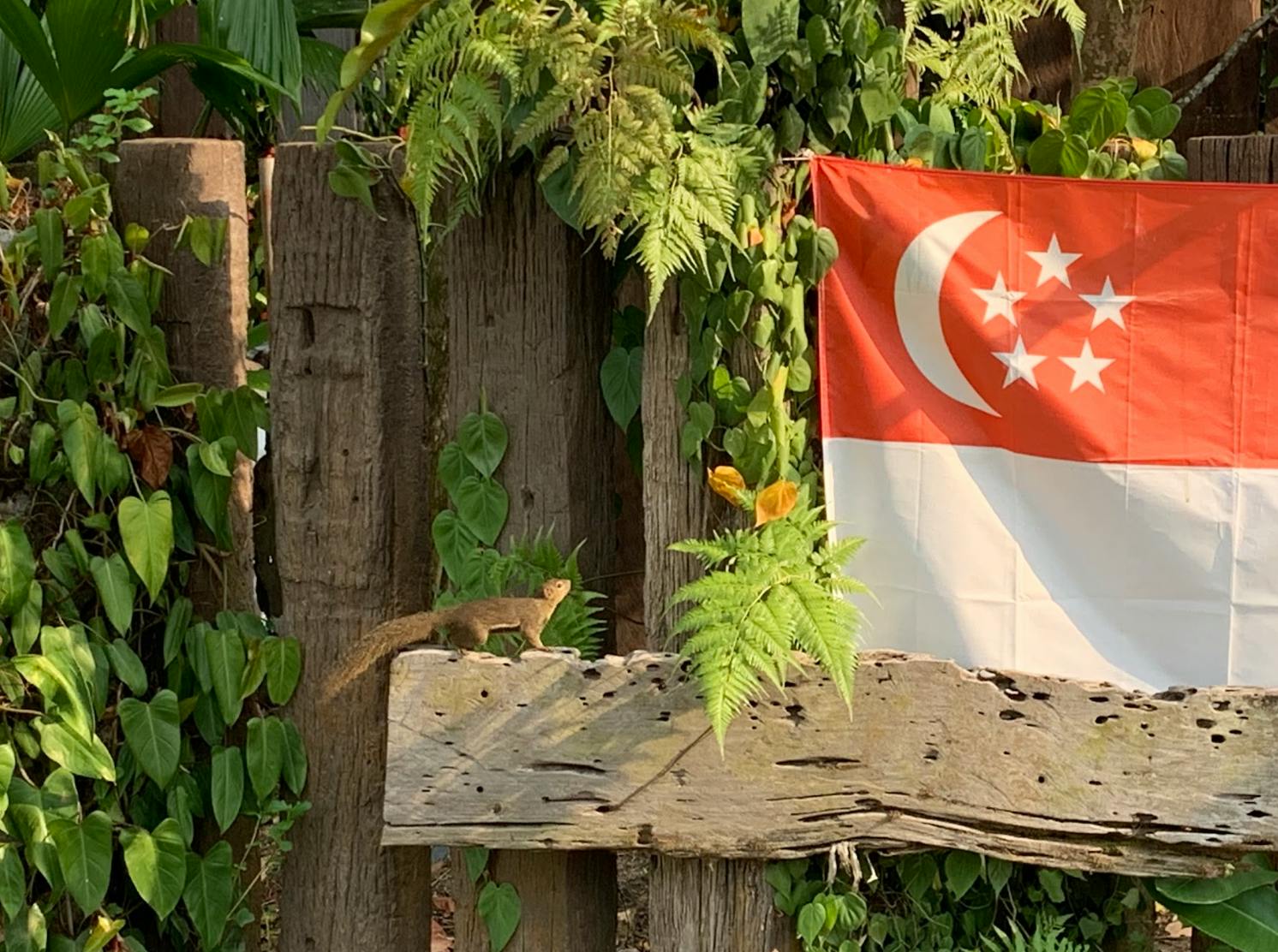 Singapore flag around national day