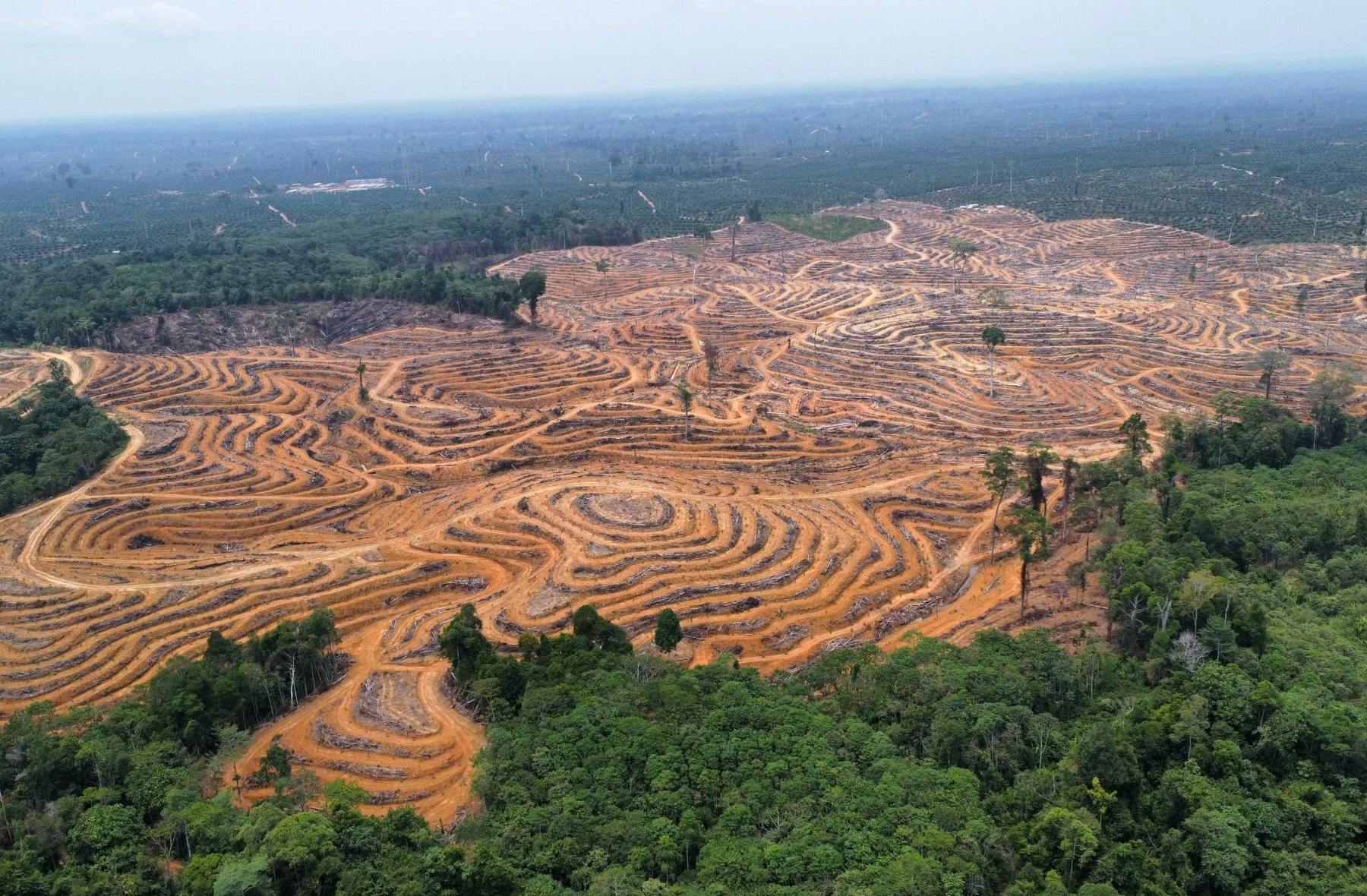 Land deforested in a concession in East Kalimantan owned by Sulaidy.
