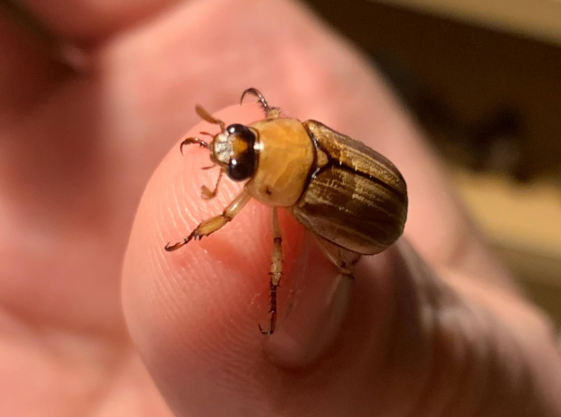 A night beetle in Singapore