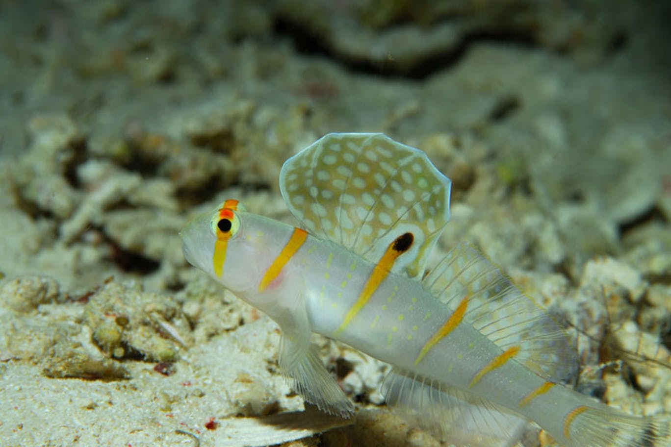 Randall's shrimp goby
