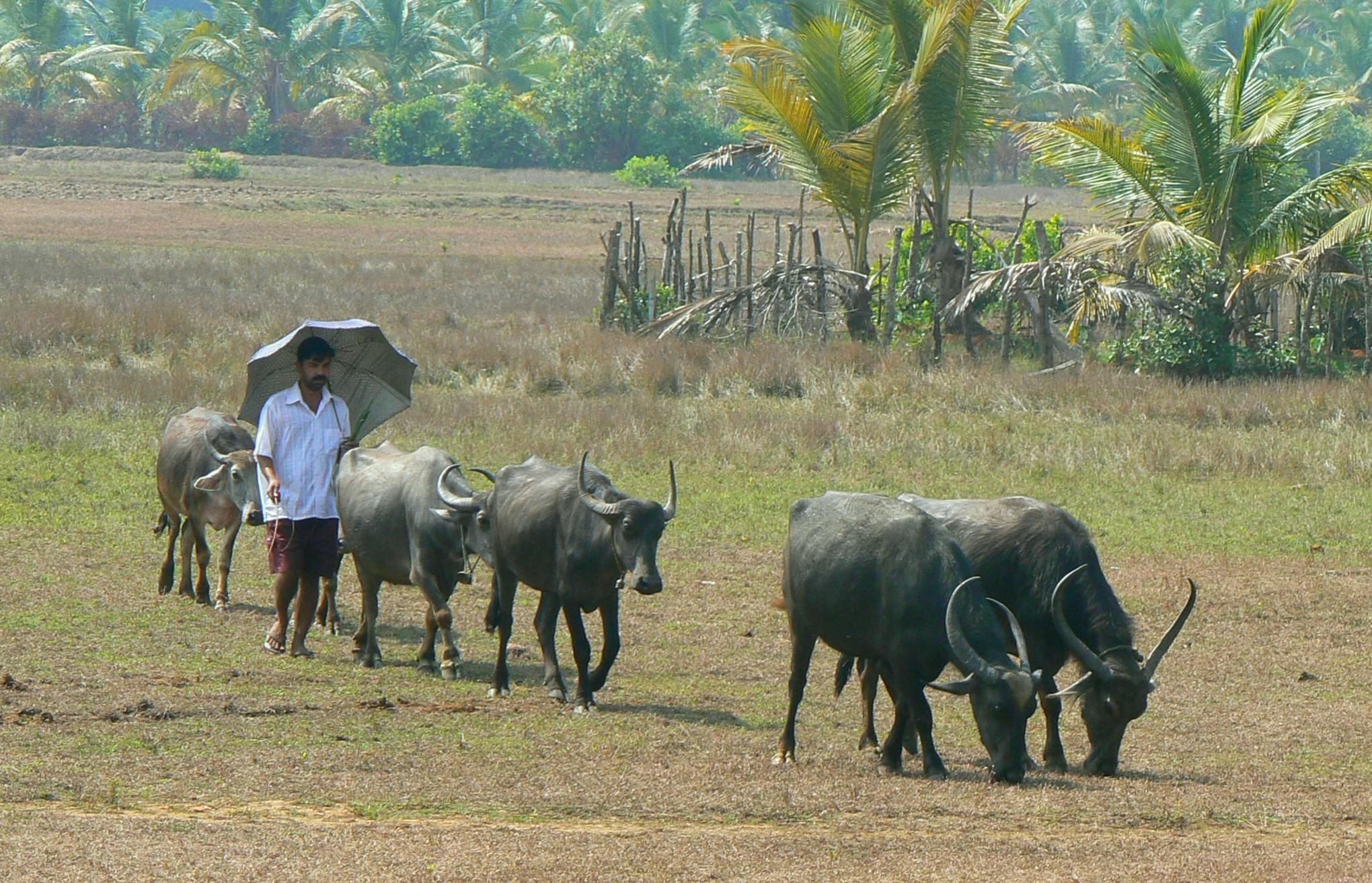 A farmer drives his water buffalo through the heat of the day in rural India.