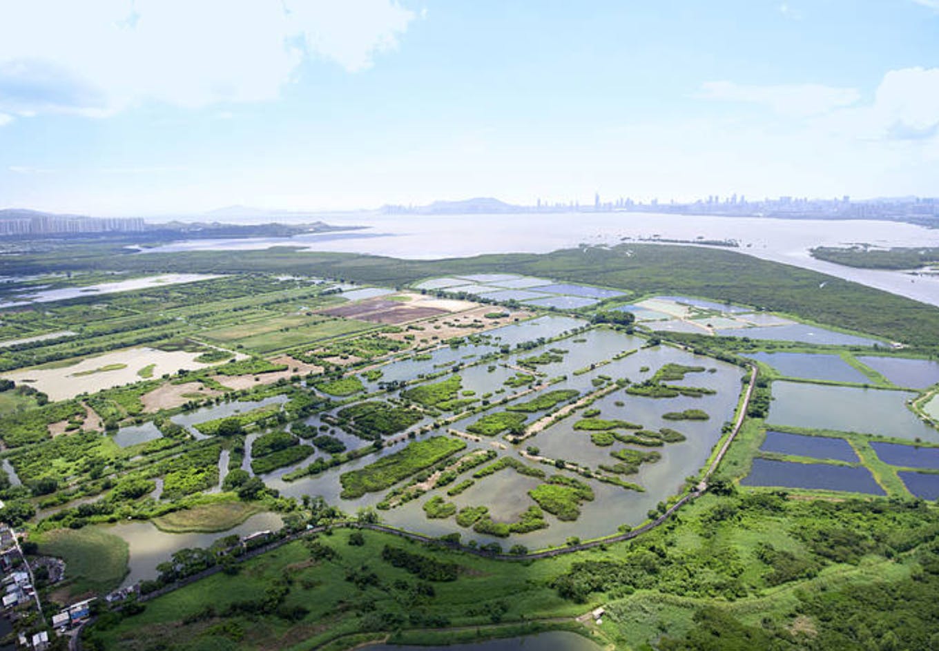 Mai Po nature reserve. Image: WWF Hong Kong