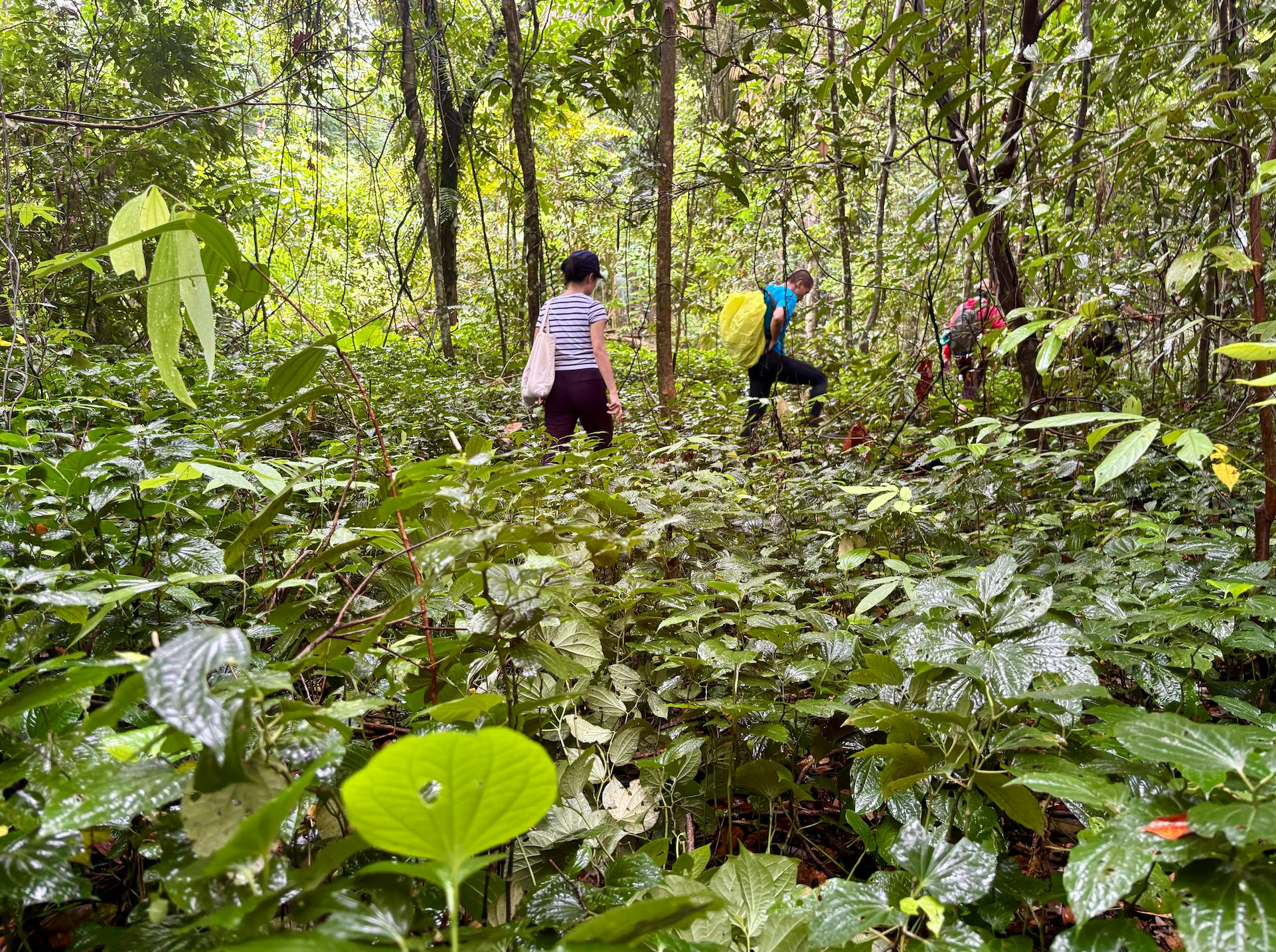Hikers walk through Tengah forest, most of which has been cleared for a new residential development.