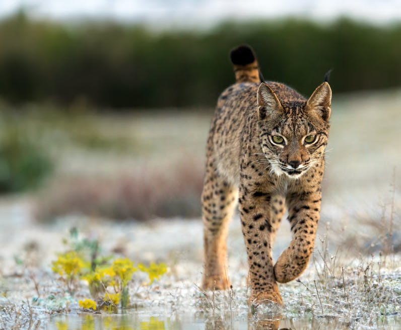An Iberian Lynx. Image: Chas Moonie/Flickr