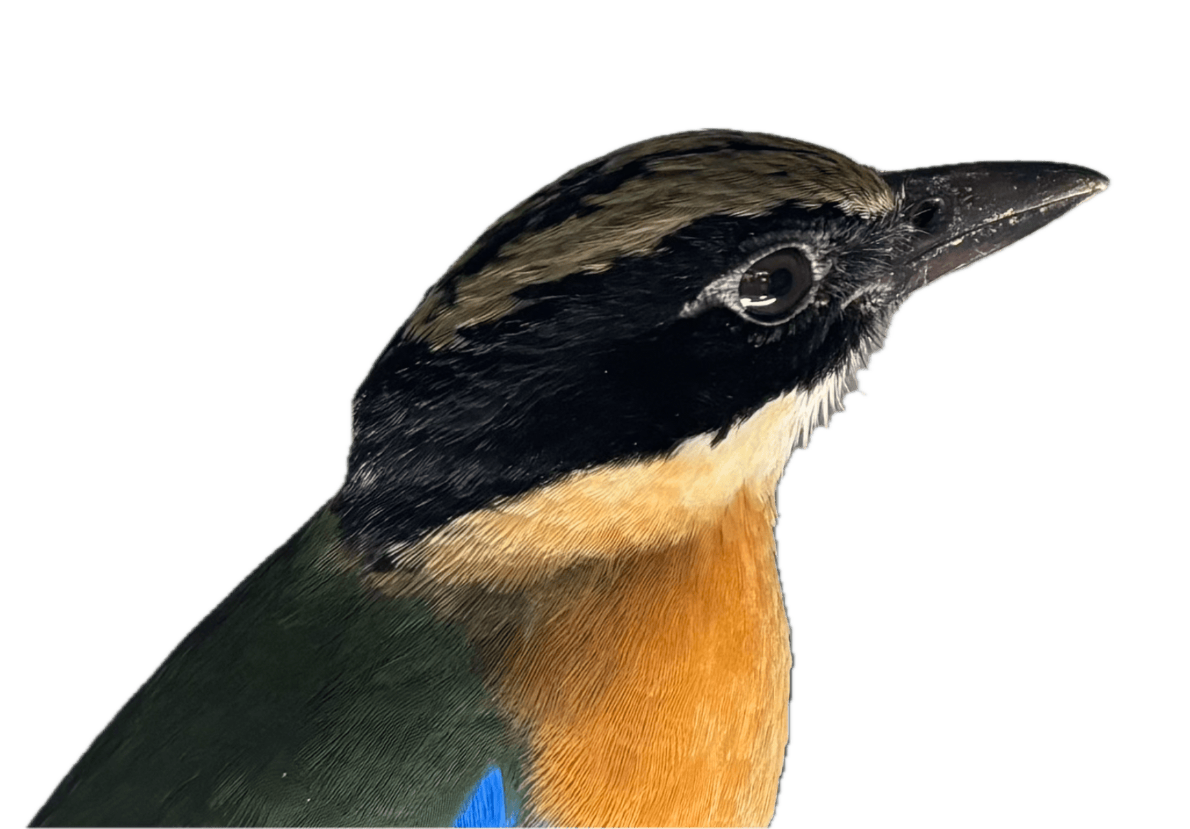 Blue-winged pitta