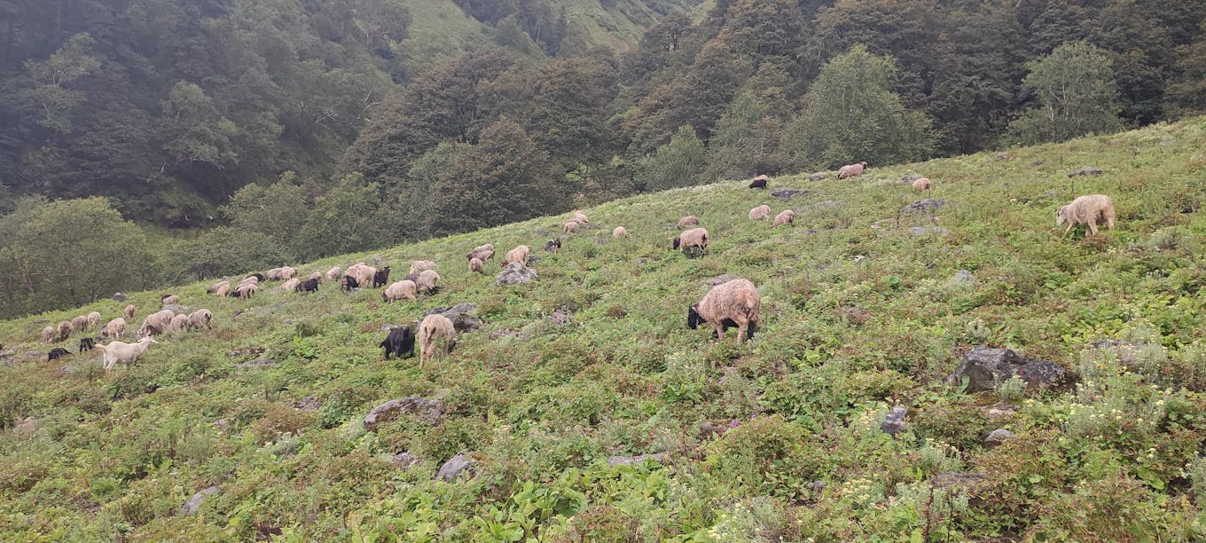 Sheep grazing_Nepal